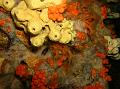 Éponge cavernicole jaune